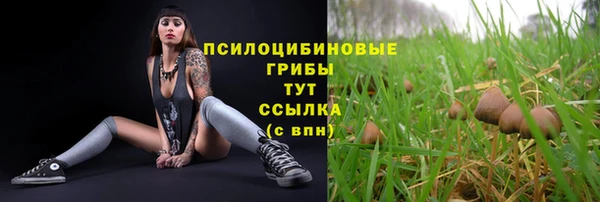 сатива Бородино