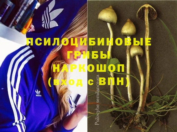 сатива Бородино